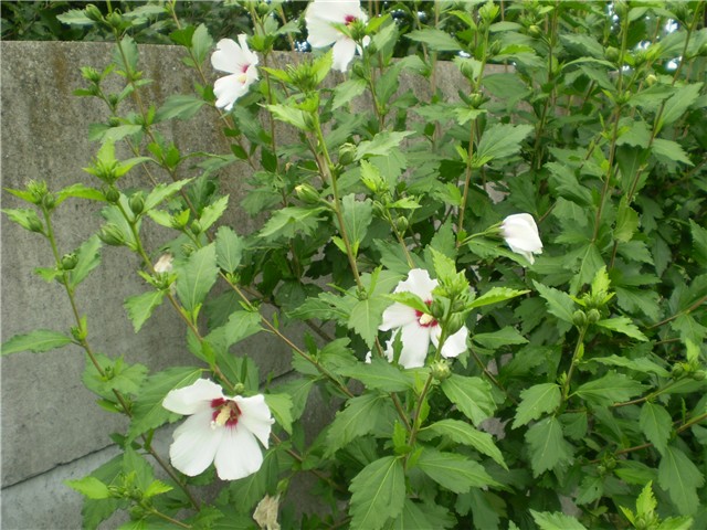 hibiskus